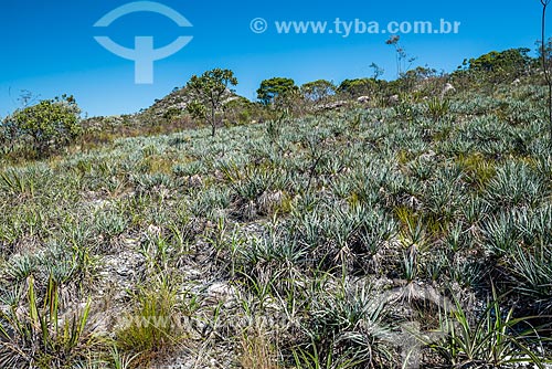  Vista da vegetação de canela-de-ema (Vellozia squamata)  - Santana do Riacho - Minas Gerais (MG) - Brasil