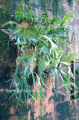  Chifre-de-Veado (Platycerium bifurcatum) na Agrícola da Ilha  - Joinville - Santa Catarina (SC) - Brasil