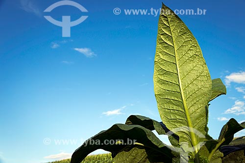  Detalhe de plantação de tabaco na zona rural da cidade de Guarani  - Guarani - Minas Gerais (MG) - Brasil