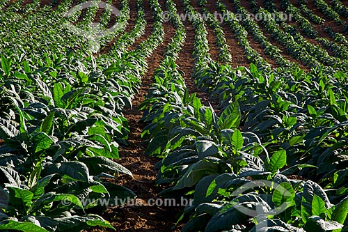  Plantação de tabaco na zona rural da cidade de Guarani  - Guarani - Minas Gerais (MG) - Brasil