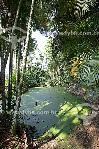  Detalhe de lagoa com lemna gibba - uma das menores plantas aquáticas do mundo - no Jardim dos Hemerocallis na Agrícola da Ilha  - Joinville - Santa Catarina (SC) - Brasil