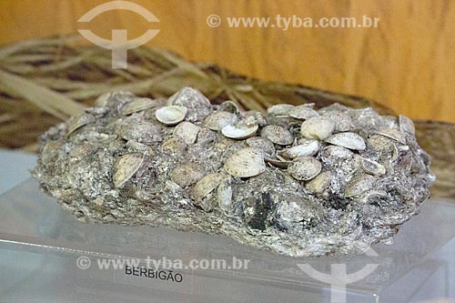  Detalhe de pedaço de sambaqui com conchas de berbigão (Trachycardium muricatum) em exibição no Museu Arqueológico de Sambaqui de Joinville  - Joinville - Santa Catarina (SC) - Brasil