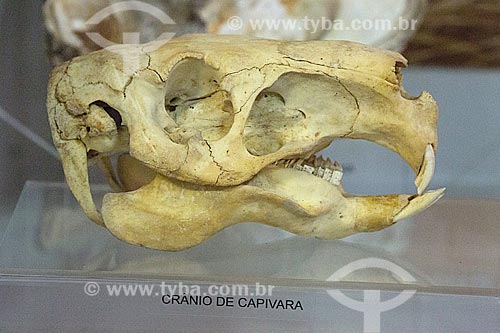  Detalhe de crânio capivara (Hydrochoerus hydrochaeris) em exibição no Museu Arqueológico de Sambaqui de Joinville  - Joinville - Santa Catarina (SC) - Brasil