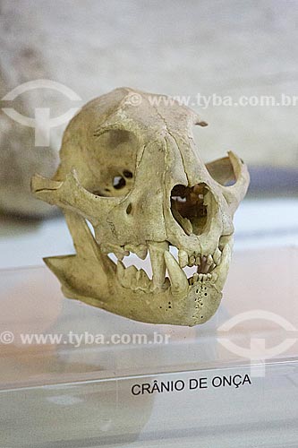  Detalhe de crânio de onça pintada (Panthera onca) em exibição no Museu Arqueológico de Sambaqui de Joinville  - Joinville - Santa Catarina (SC) - Brasil