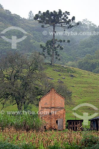  Casa na zona rural da Vila Itoupava com Araucária (Araucaria angustifolia) ao fundo  - Blumenau - Santa Catarina (SC) - Brasil