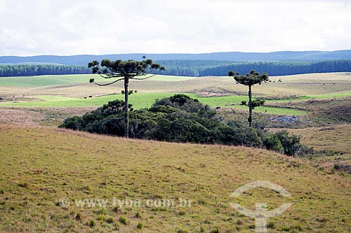  Vista de araucária (Araucaria angustifolia) em vegetação de campos de cima da Serra na cidade de São Francisco de Paula  - São Francisco de Paula - Rio Grande do Sul (RS) - Brasil