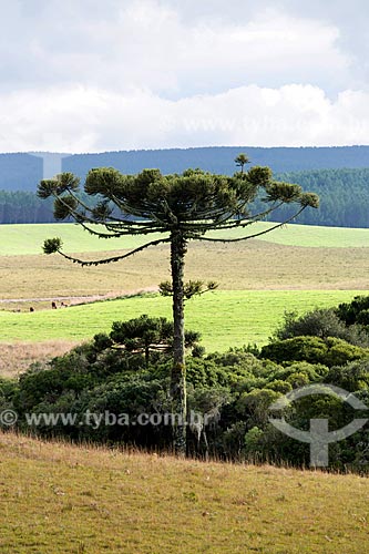  Vista de araucária (Araucaria angustifolia) em vegetação de campos de cima da Serra na cidade de São Francisco de Paula  - São Francisco de Paula - Rio Grande do Sul (RS) - Brasil
