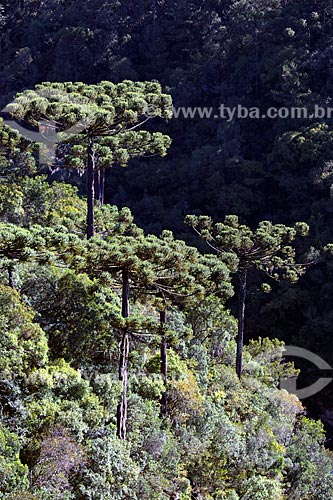  Araucárias (Araucaria angustifolia) no Parque Estadual do Caracol  - Canela - Rio Grande do Sul (RS) - Brasil