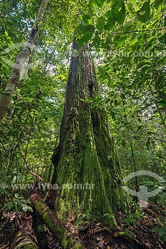  Castanheira (castanea sativa) na Reserva de Desenvolvimento Sustentável do Iratapuru  - Laranjal do Jari - Amapá (AP) - Brasil