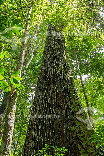  Castanheira (castanea sativa) na Reserva de Desenvolvimento Sustentável do Iratapuru  - Laranjal do Jari - Amapá (AP) - Brasil