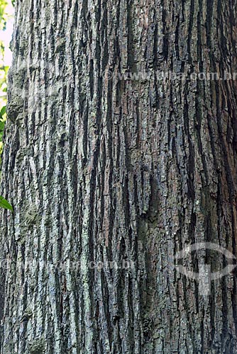  Detalhe de tronco de castanheira (castanea sativa) na Reserva de Desenvolvimento Sustentável do Iratapuru  - Laranjal do Jari - Amapá (AP) - Brasil