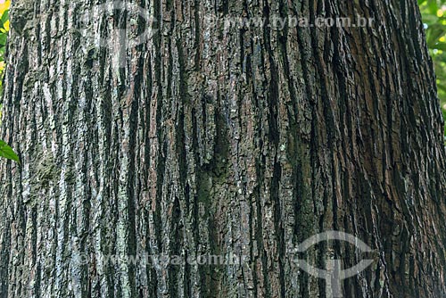  Detalhe de tronco de castanheira (castanea sativa) na Reserva de Desenvolvimento Sustentável do Iratapuru  - Laranjal do Jari - Amapá (AP) - Brasil