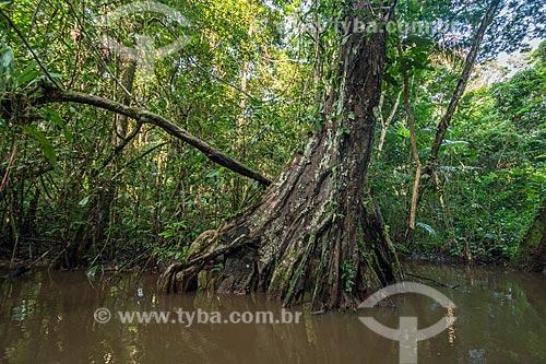  Detalhe de tronco de Igarapé Amazonas na Reserva de Desenvolvimento Sustentável do Iratapuru  - Laranjal do Jari - Amapá (AP) - Brasil