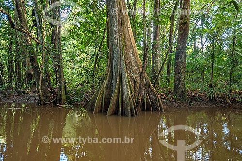  Detalhe de tronco de Igarapé Amazonas na Reserva de Desenvolvimento Sustentável do Iratapuru  - Laranjal do Jari - Amapá (AP) - Brasil