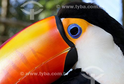  Detalhe de tucano-toco (Ramphastos toco)  - Manaus - Amazonas (AM) - Brasil