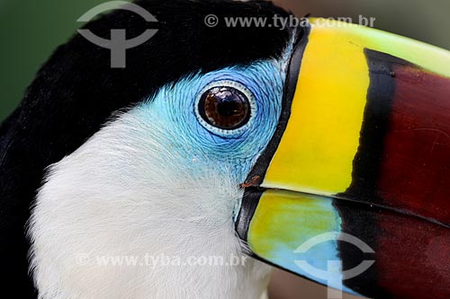  Detalhe de tucano-de-peito-branco (Ramphastos tucanus)  - Manaus - Amazonas (AM) - Brasil
