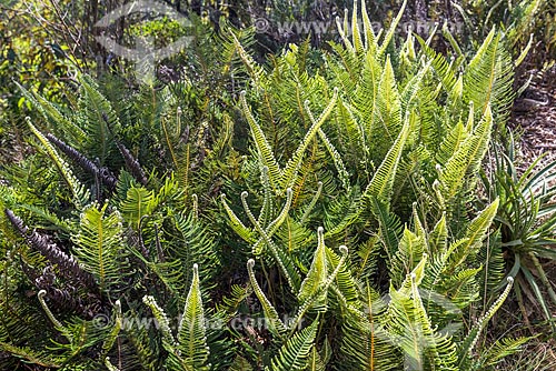  Vegetação típica da Serra da Mantiqueira no Parque Nacional de Itatiaia  - Itatiaia - Rio de Janeiro (RJ) - Brasil