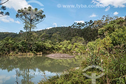  Araucária (Araucaria angustifolia) na Serra da Mantiqueira - Parque Nacional de Itatiaia  - Itatiaia - Rio de Janeiro (RJ) - Brasil