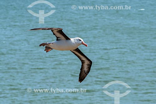  Detalhe de albatroz-de-sobrancelha (Thalassarche melanophris) voando no Estrecho de Magallanes (Estreito de Magalhães)  - Província Terra do Fogo - Chile