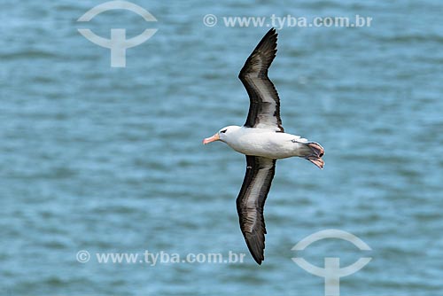  Detalhe de albatroz-de-sobrancelha (Thalassarche melanophris) voando no Estrecho de Magallanes (Estreito de Magalhães)  - Província Terra do Fogo - Chile