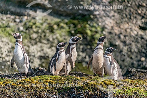  Bando de pinguins-de-magalhães (Spheniscus magellanicus) no Estrecho de Magallanes (Estreito de Magalhães)  - Província Terra do Fogo - Chile