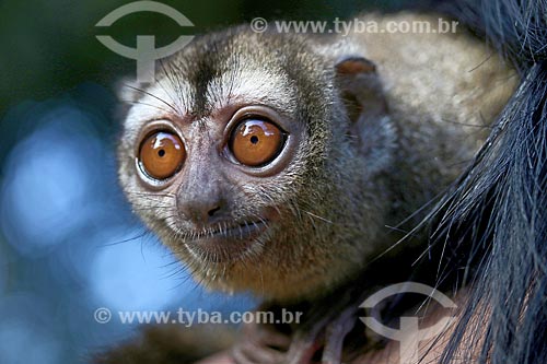  Detalhe de macaco-da-noite (Aotus Trivirgatus)  - Manacapuru - Amazonas (AM) - Brasil