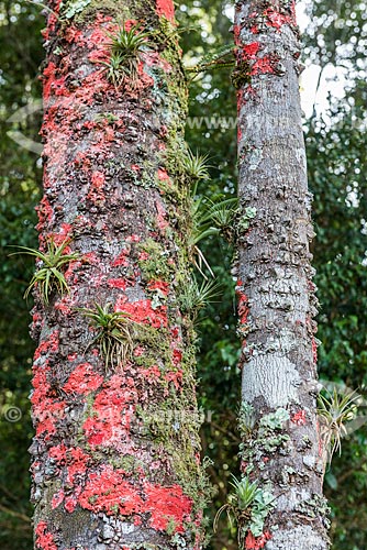 Detalhe de líquen rosa em tronco de árvore  - Resende - Rio de Janeiro (RJ) - Brasil