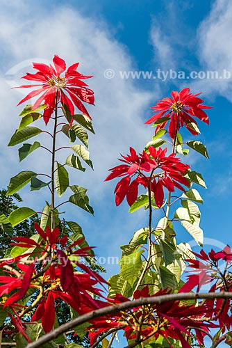  Detalhe de flores de poinsétia (Euphorbia pulcherrima)  - Resende - Rio de Janeiro (RJ) - Brasil