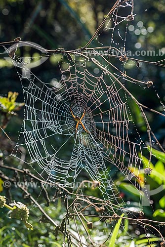  Detalhe de teia de aranha na zona rural do distrito de Visconde de Mauá  - Resende - Rio de Janeiro (RJ) - Brasil