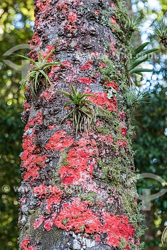  Detalhe de líquen rosa em tronco de árvore  - Resende - Rio de Janeiro (RJ) - Brasil