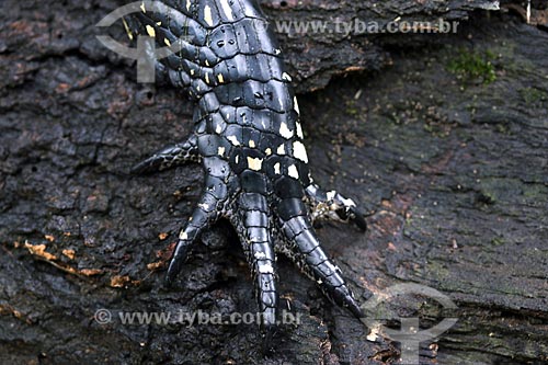  Detalhe de Jacaré-açu (Melanosuchus niger)  - Manacapuru - Amazonas (AM) - Brasil