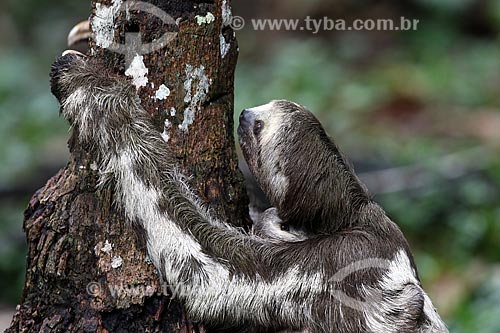  Detalhe de bicho-preguiça na floresta amazônica  - Manacapuru - Amazonas (AM) - Brasil