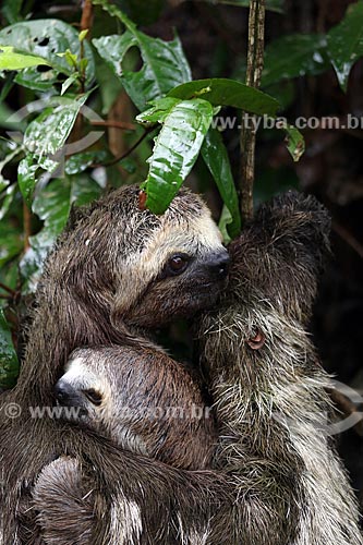  Detalhe de bicho-preguiça e filhote na floresta amazônica  - Manacapuru - Amazonas (AM) - Brasil