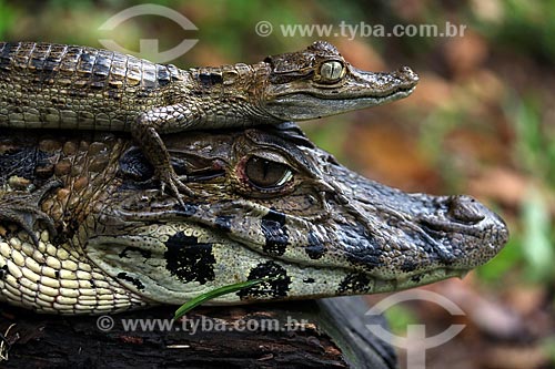  Detalhe de jacaré-açu (Melanosuchus niger) e filhote na Lagoa Ubim  - Manacapuru - Amazonas (AM) - Brasil