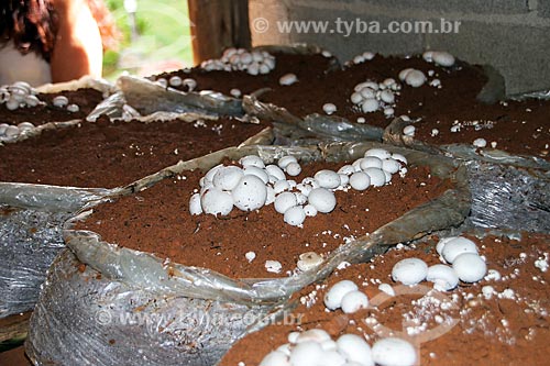  Detalhe de cultivo de cogumelo  - Domingos Martins - Espírito Santo (ES) - Brasil