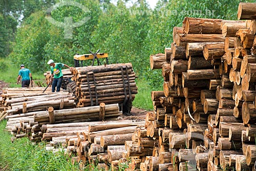  Trator carregando troncos de eucalipto  - Santa Branca - São Paulo (SP) - Brasil