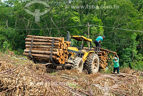  Trator carregando troncos de eucalipto  - Santa Branca - São Paulo (SP) - Brasil