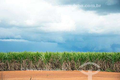  Vista de plantação de cana-de-açúcar  - Pedro Afonso - Tocantins (TO) - Brasil