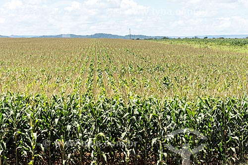  Plantação de milho  - Porto Nacional - Tocantins (TO) - Brasil