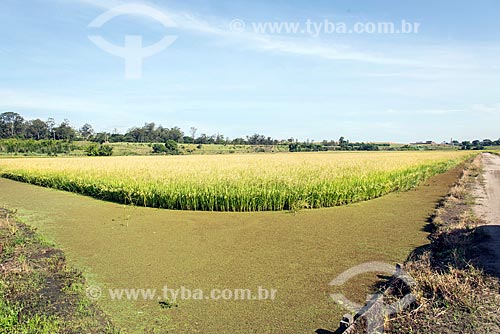  Vista geral de plantação de arroz  - Caçapava - São Paulo (SP) - Brasil