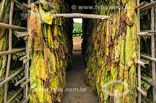  Folhas de tabaco secando após a colheita na zona rural da cidade de Guarani  - Guarani - Minas Gerais (MG) - Brasil