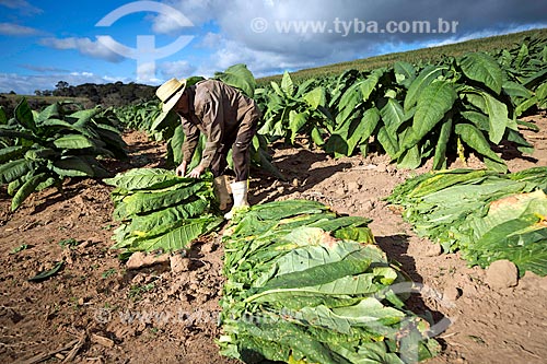  Colheita de folhas de tabaco na zona rural da cidade de Guarani  - Guarani - Minas Gerais (MG) - Brasil