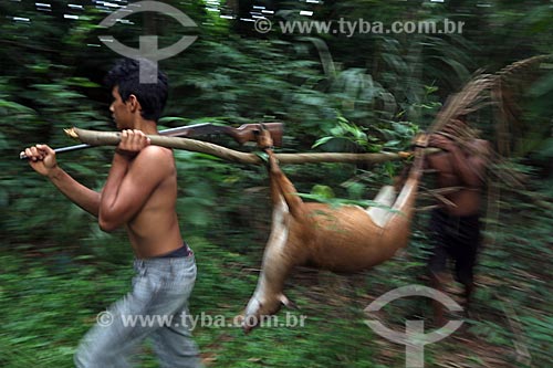  Ribeirinhos carregando veado caçado na floresta amazônica  - Amazonas (AM) - Brasil