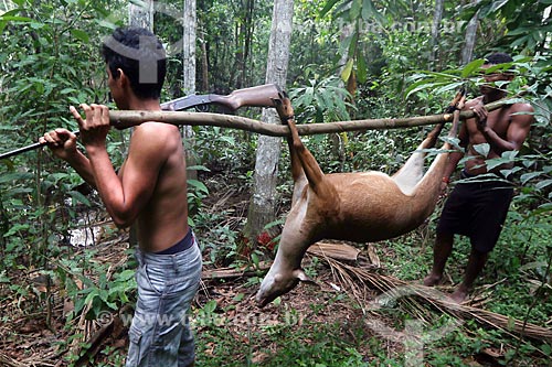  Ribeirinhos carregando veado caçado na floresta amazônica  - Amazonas (AM) - Brasil
