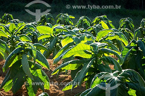  Plantação de tabaco na zona rural da cidade de Guarani  - Guarani - Minas Gerais (MG) - Brasil