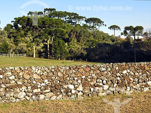 Muro de taipa na zona rural da cidade de Canela  - Canela - Rio Grande do Sul (RS) - Brasil