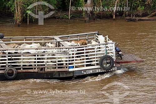  Detalhe de balsa transportando gado no Rio Amazonas entre as cidade de Manaus e Itacoatiara  - Manaus - Amazonas (AM) - Brasil