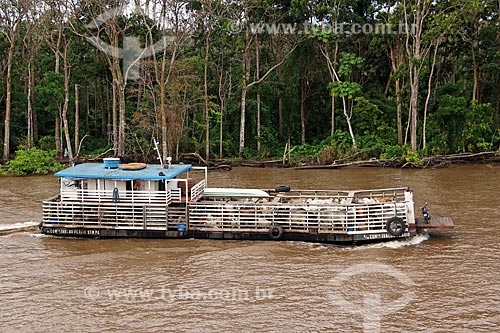 Balsa transportando gado no Rio Amazonas entre as cidade de Manaus e Itacoatiara  - Manaus - Amazonas (AM) - Brasil