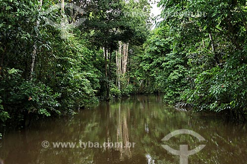  Igarapé no Rio Amazonas próximo à Parintins  - Parintins - Amazonas (AM) - Brasil
