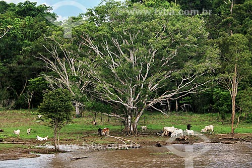  Gado pastando às margens do Rio Amazonas próximo à Itacoatiara  - Itacoatiara - Amazonas (AM) - Brasil